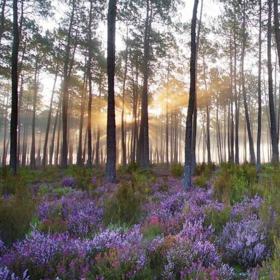 Balade en forêt