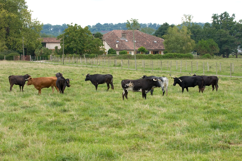 Visite de la Ganaderia Maynus