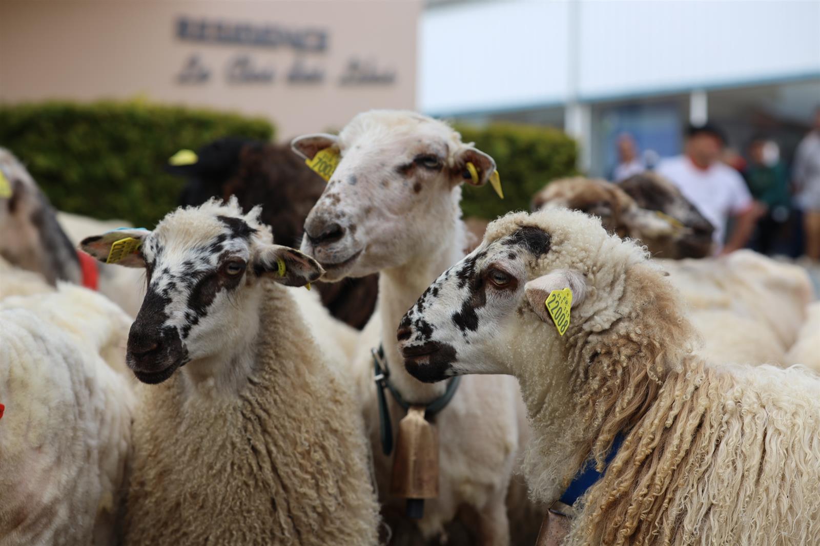 La transhumance du marsan - Crédit: Non communiqué | CC BY-NC-ND 4.0