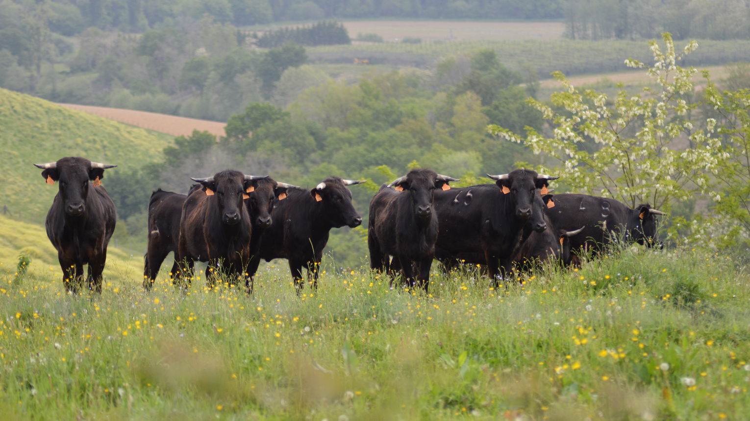 Soirée landaise à la  ... - Crédit: Ganaderia Grenet | CC BY-NC-ND 4.0