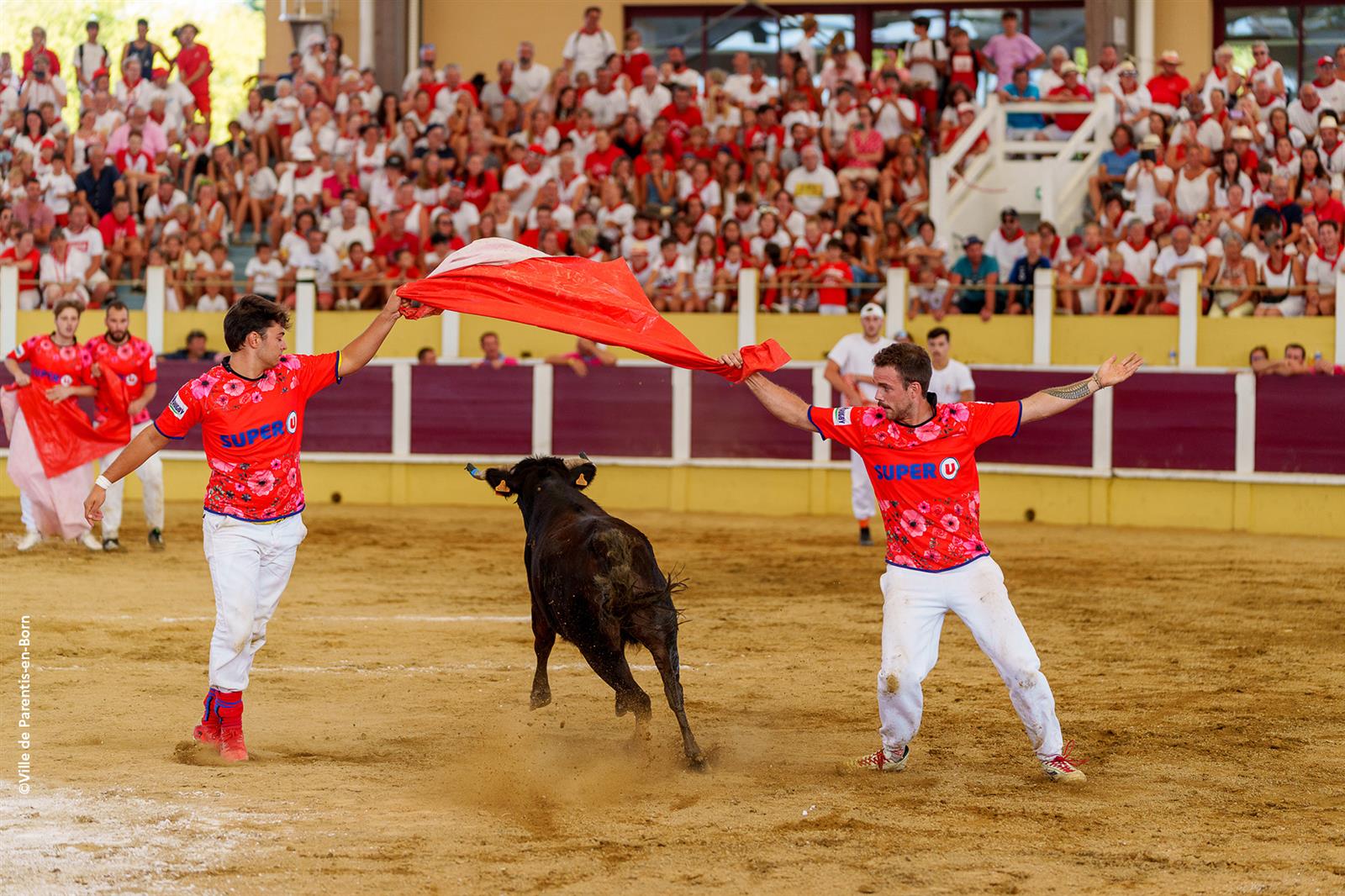 Croque-vaches aux arènes - Crédit: Comité des Fêtes de Parentis-en-Born | CC BY-NC-ND 4.0