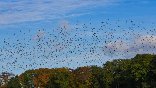 Le temps des palombes - Crédit: OTPG | CC BY-NC-ND 4.0