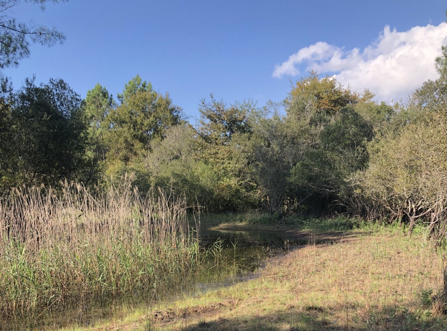 Balade nature, la lagune en automne