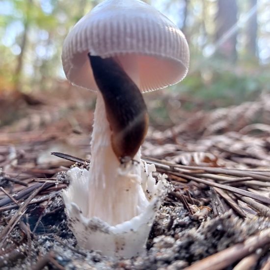 Initiation à la mycologie