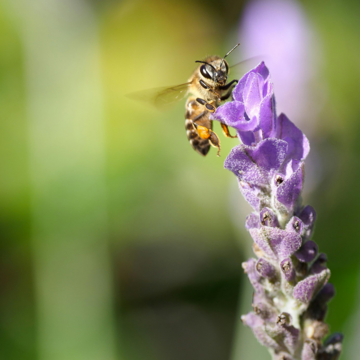 Exposition "Les abeilles, nos amies de toujours"