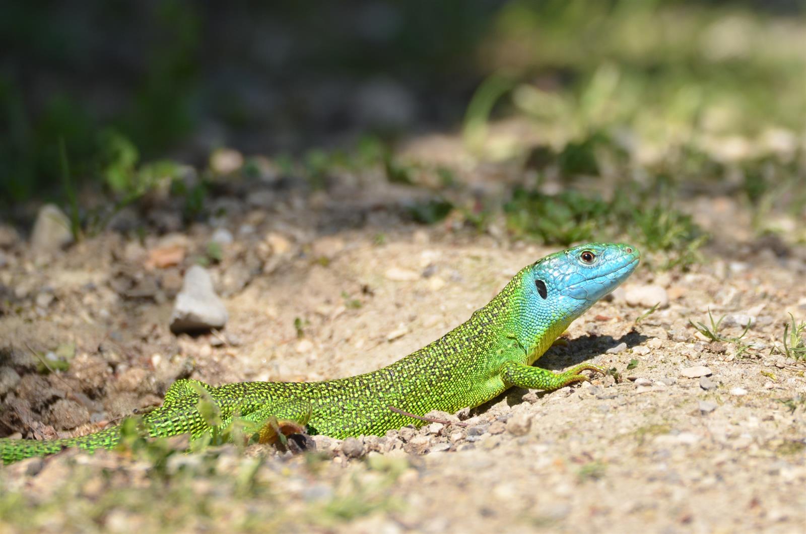 Formation à l'identification des reptiles des  ...