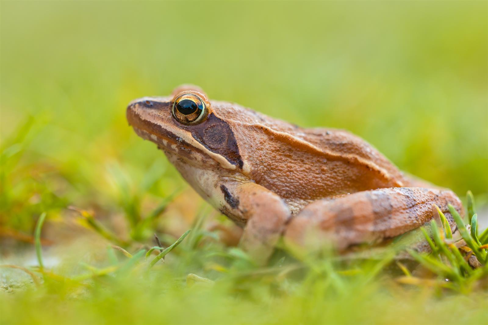 Formation à l'identification des amphibiens de ...