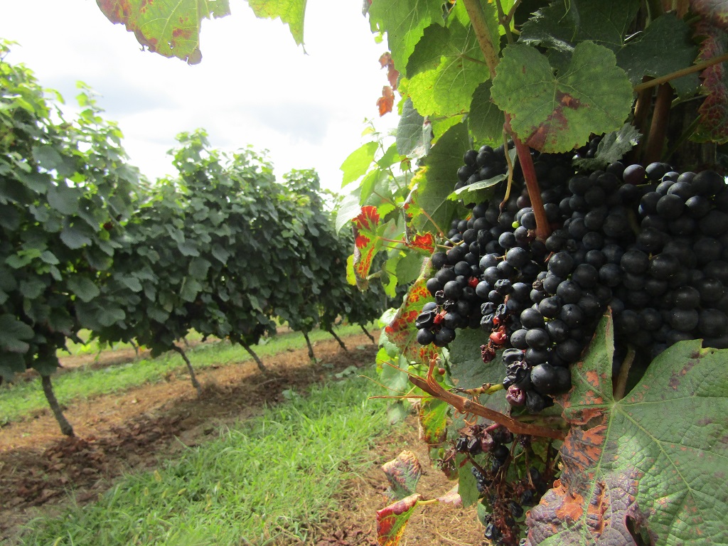 Trésor Gourmand : Rencontre dans les vignes av ...