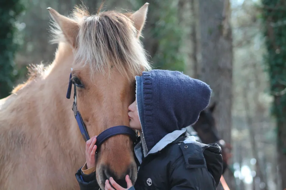 Cours d'équitation, baby poney, pension et sta ...