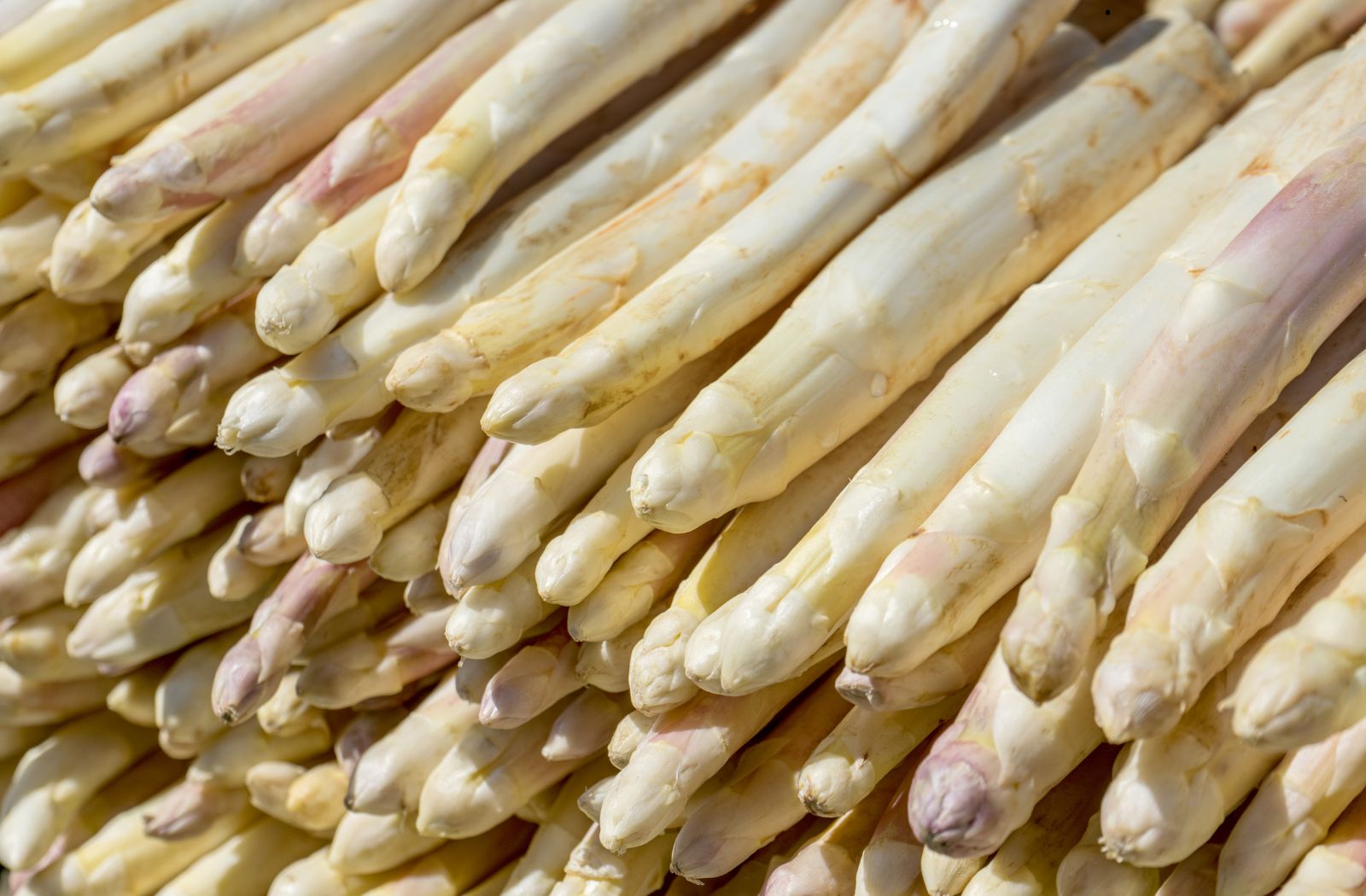 White asparagus from Sables des Landes, a gast ...