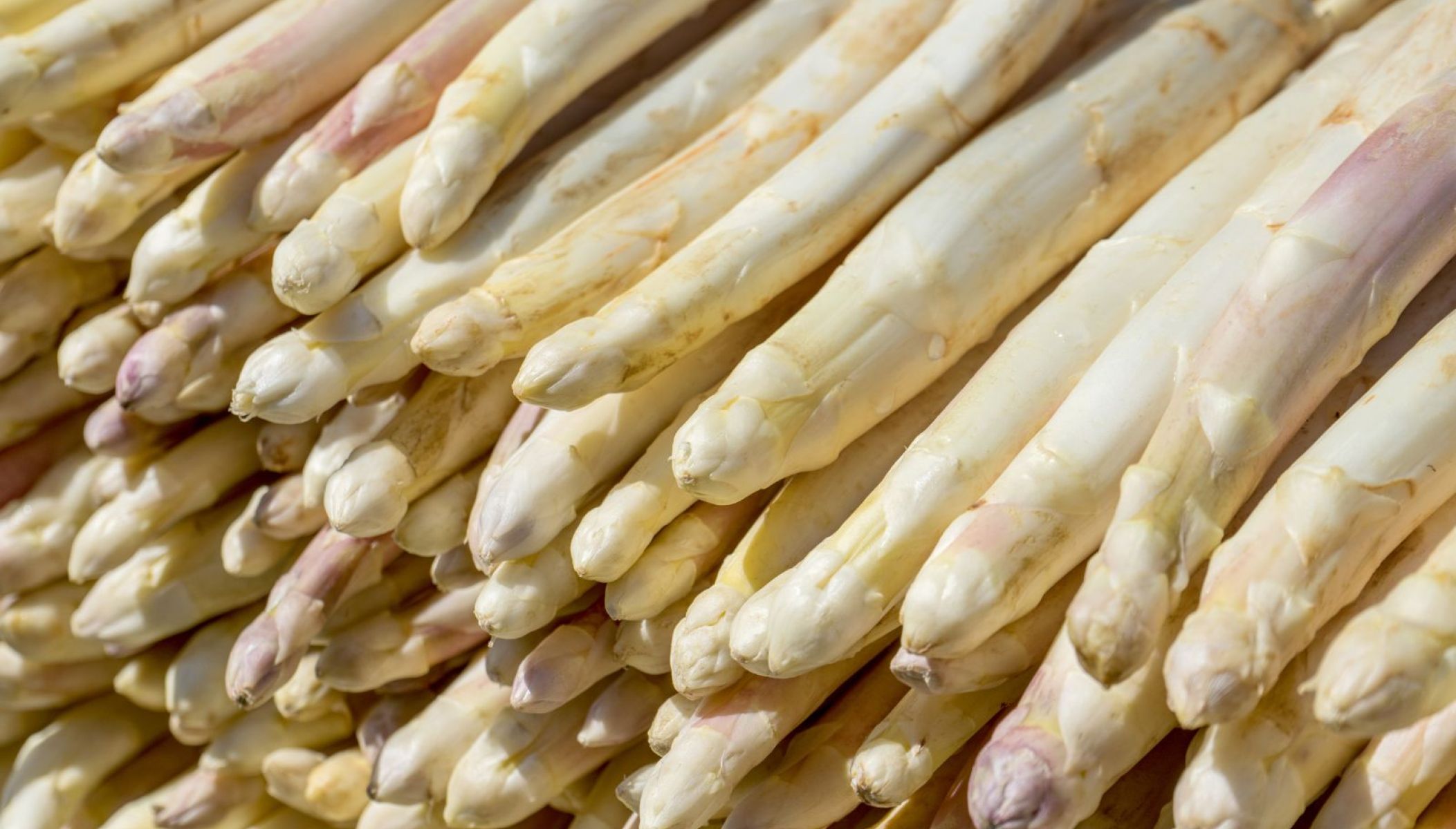 Asperge blanche des Sables des Landes, trésor gastronomique de la région