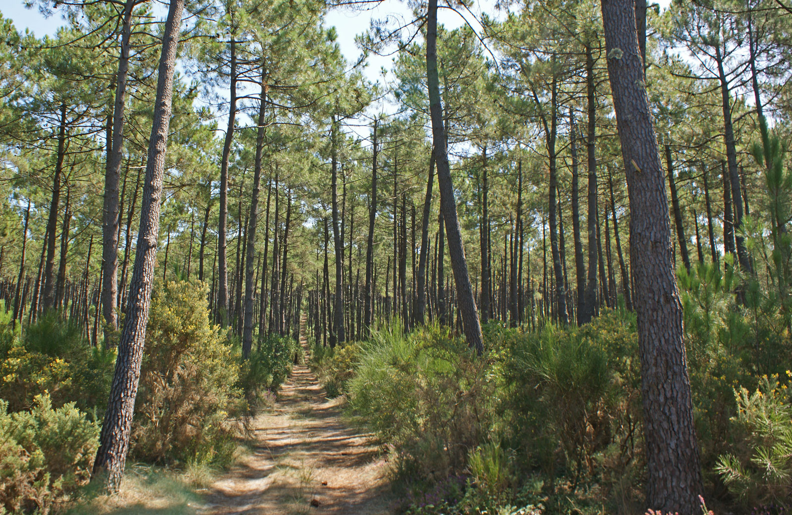 La forêt des Landes